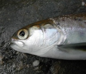 Ouverture de la bouche sous la pupille