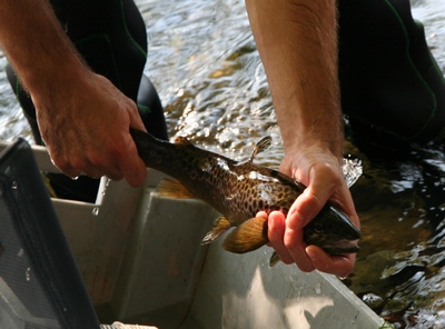 peche electrique1