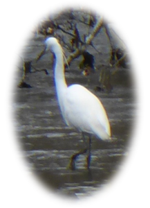 Aigrette garzette