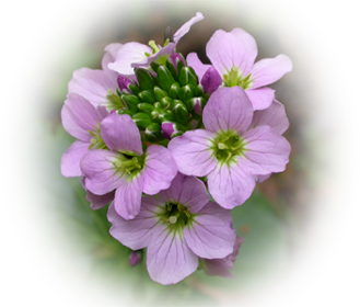 Cardamine