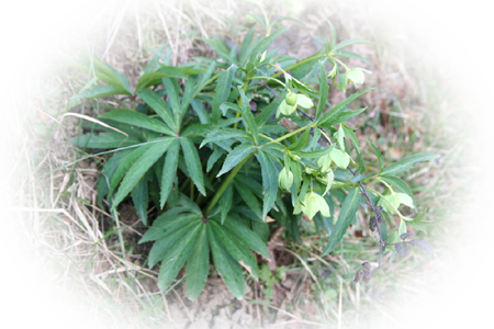 Hellébore