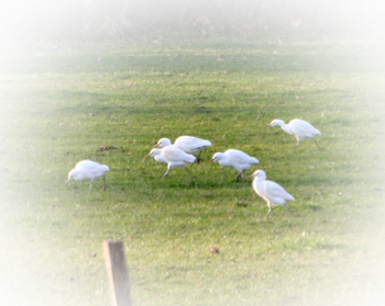 Hérons garde-boeufs